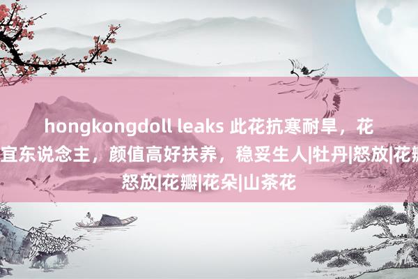 hongkongdoll leaks 此花抗寒耐旱，花大色艳，幽香宜东说念主，颜值高好扶养，稳妥生人|牡丹|怒放|花瓣|花朵|山茶花